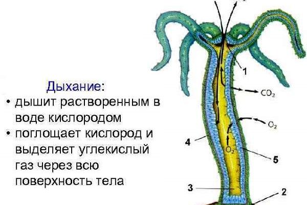 Настоящий сайт blacksprut bs2web top